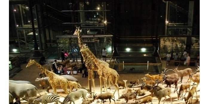 Conférence de l'Alliance Française : une histoire des muséums d'histoire naturelle