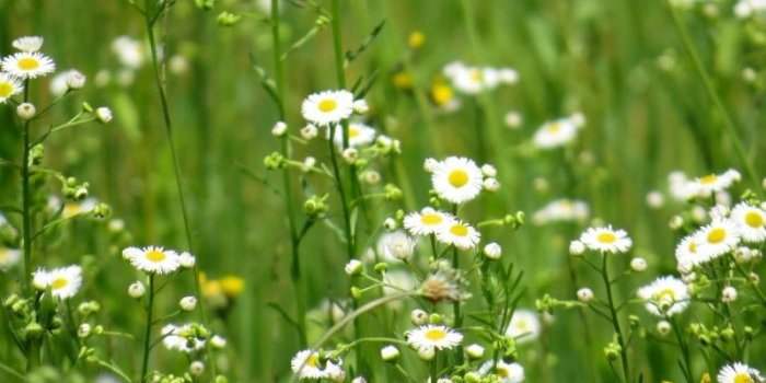 A la découverte des herbes médicinales comestibles