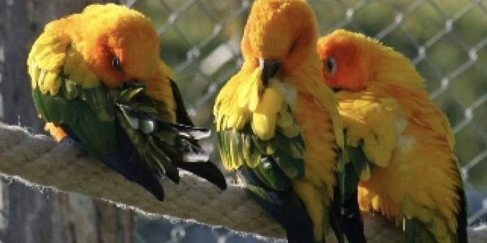 Visite du parc ornithologique Ambigua - Zeihen