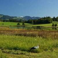 Une petite balade bucolique autour du Lützelsee 