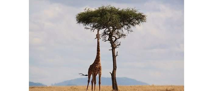 JO'BOURG ACCUEIL : Où faire les plus beaux safaris africains ? 