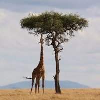 JO'BOURG ACCUEIL : Où faire les plus beaux safaris africains ? 