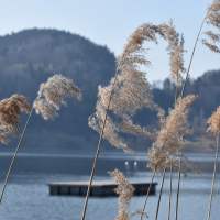 Une jolie balade au bord du Türlersee à Hausen am Albis.