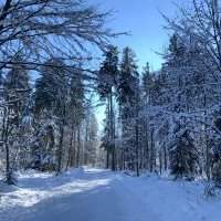 Balade dans la forêt de Pfannenstiel