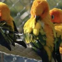 Visite du parc ornithologique Ambigua - Zeihen