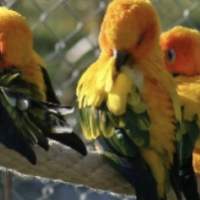 ANNULÉ - Visite du parc ornithologique Ambigua - Zeihen