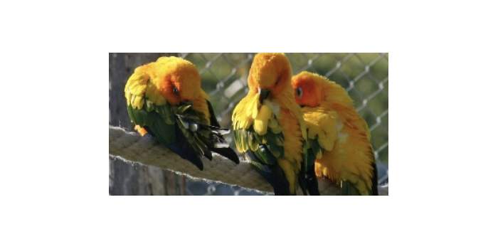 ANNULÉ - Visite du parc ornithologique Ambigua - Zeihen